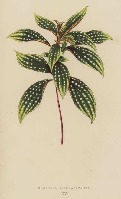 Sonerila Margaritacea by English School